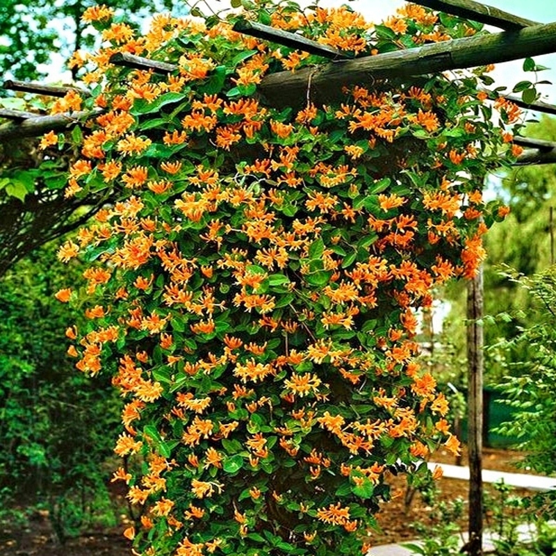 Pomarańczowe pnącze na pergolę - WICIOKRZEW SCARLET- Duża sadzonka 40-50 cm Rodzaj rośliny wiciokrzew