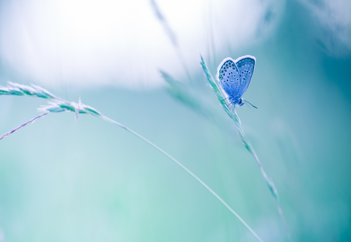 

Fototapeta Flizelinowa Motylkowa Trawa 152x104