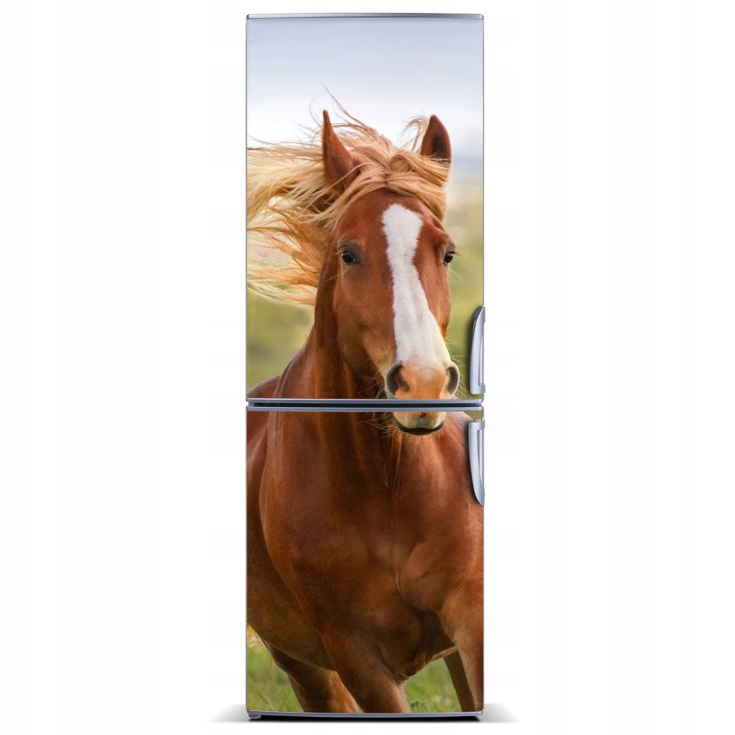 

Naklejka Magnes na lodówkę Koń w galopie 60x180