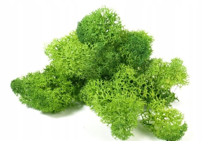 

Mech chrobotek reniferowy ozdobny 500g