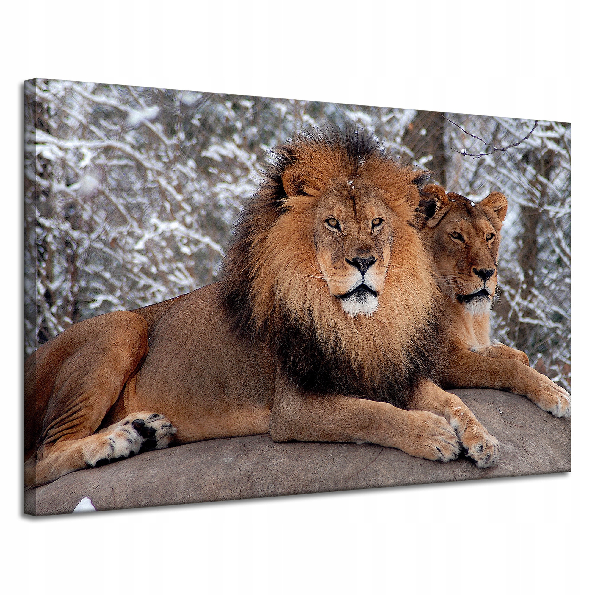 Obraz na plátně Pár ležících lvů Příroda 120x80 cm