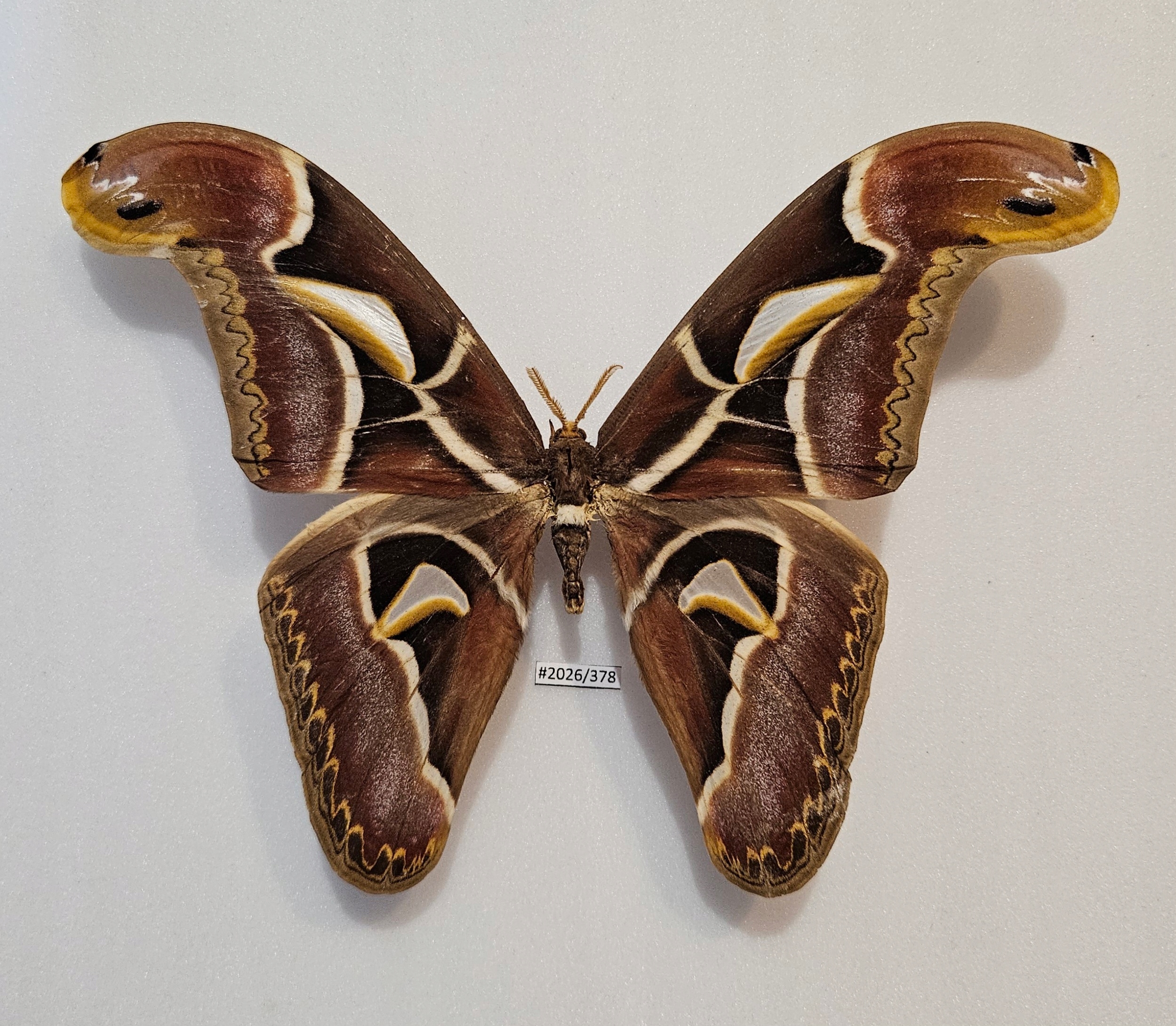 Motyl Attacus edwardsii samiec 211mm .