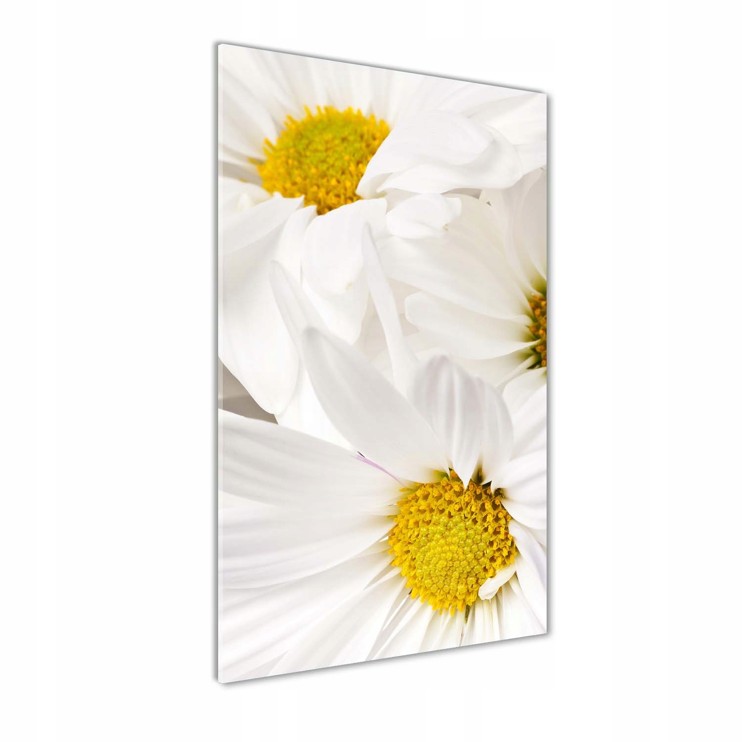 

Foto obraz akrylowy na ścianę Stokrotki 60x120cm