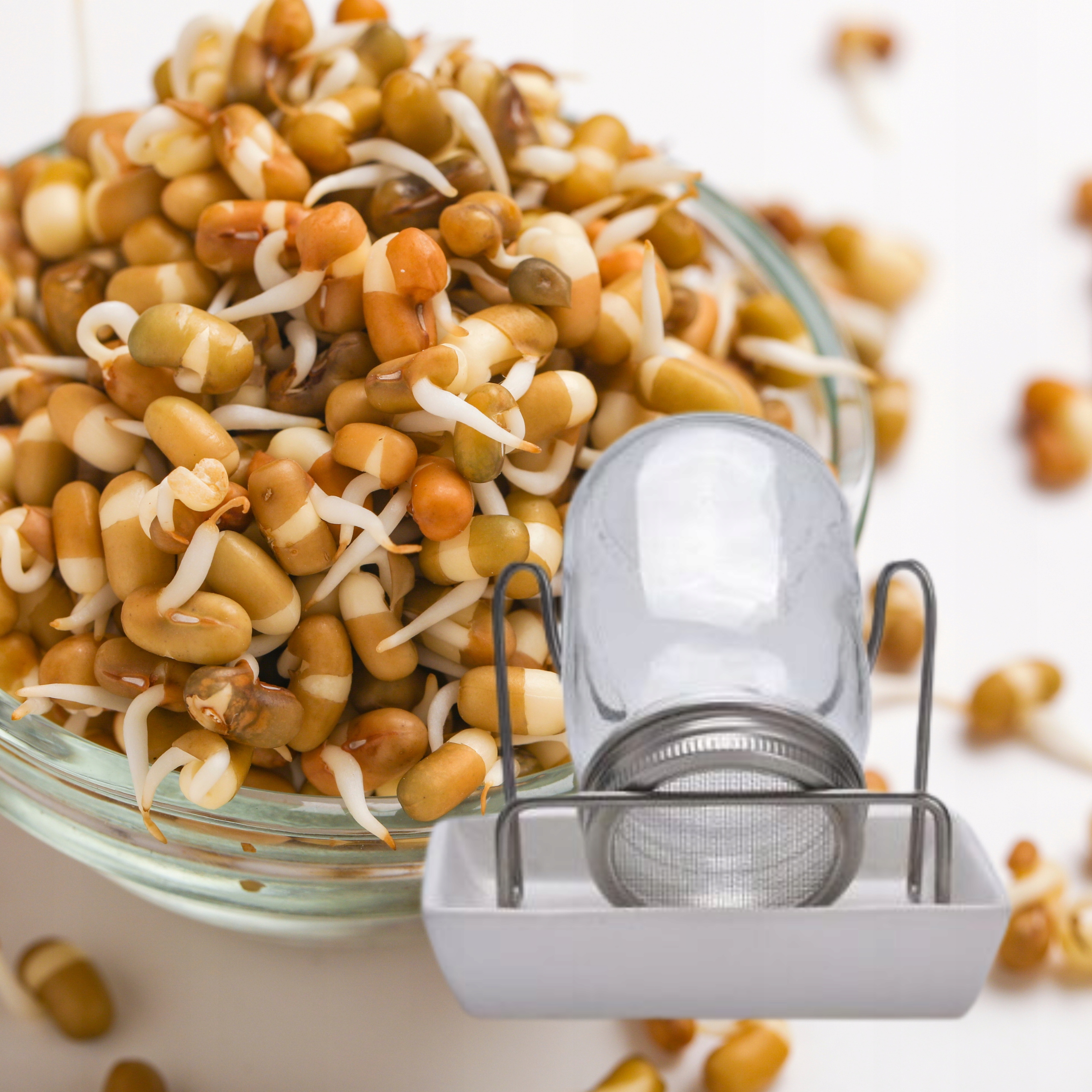 KIEŁKOWNICA SZKLANA Z PODSTAWKĄ DO DOMOWEJ UPRAWY KIEŁKÓW LEGUTKO 0,5L Kod producenta 05-KIE-00000028-SZ