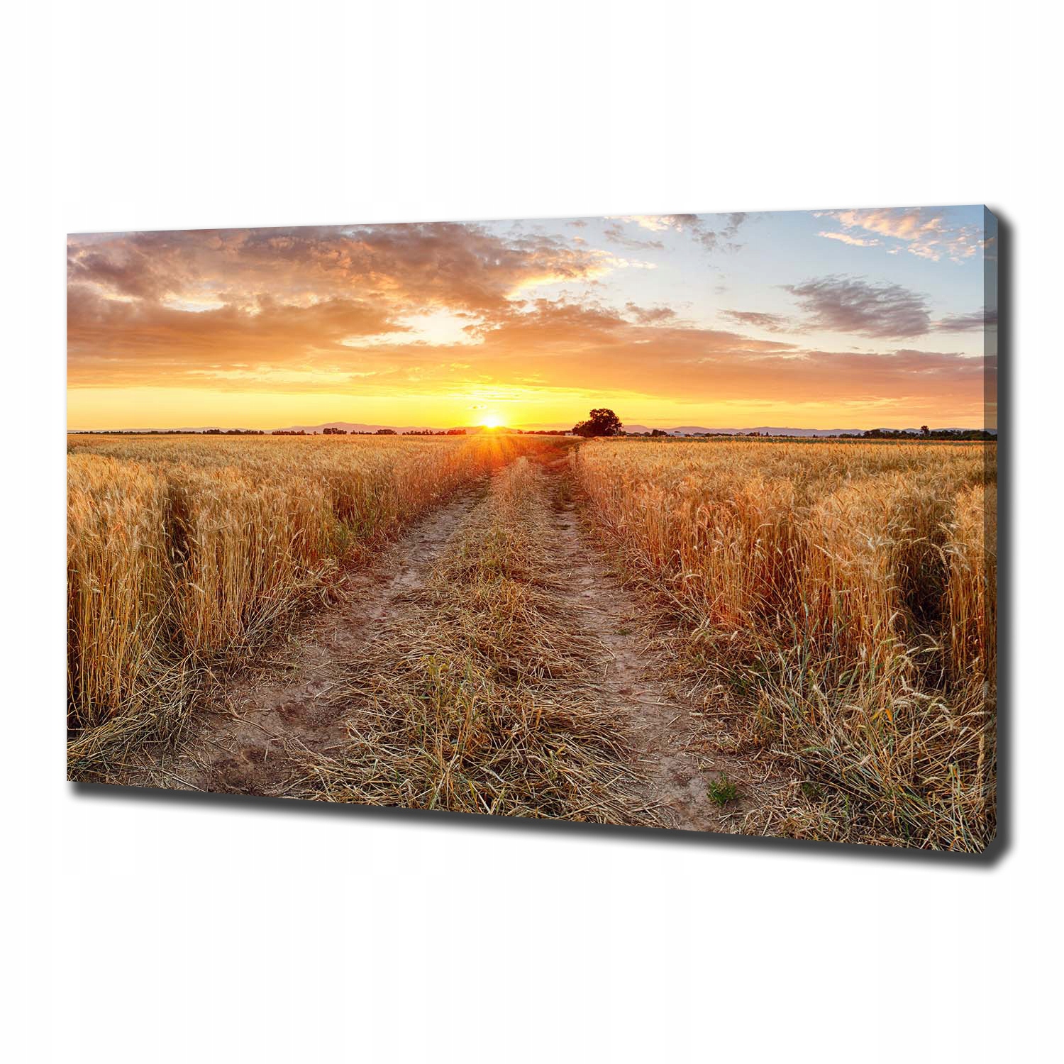 

Foto obraz na płótnie Pole pszenicy 100x70 cm