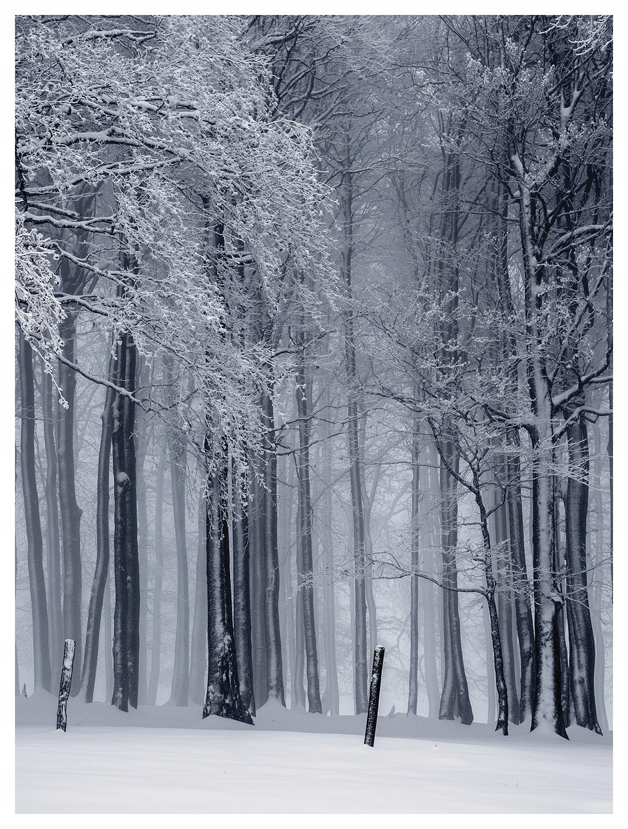 Vliesová fototapeta Zimní sněhová pohádka symfonie stromů 206x275 lepidlo