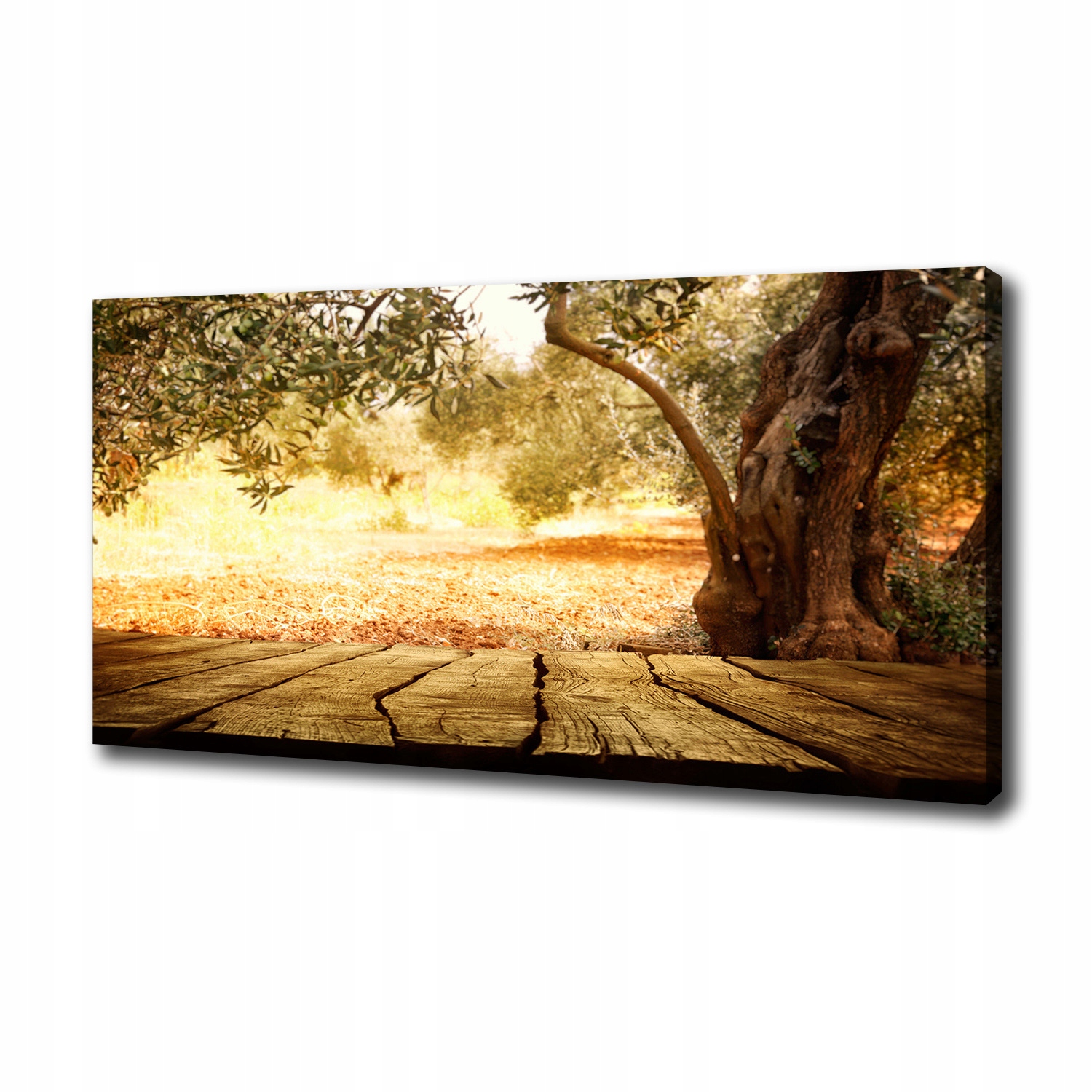 

Foto obraz na płótnie Drzewo oliwne 100x50 cm