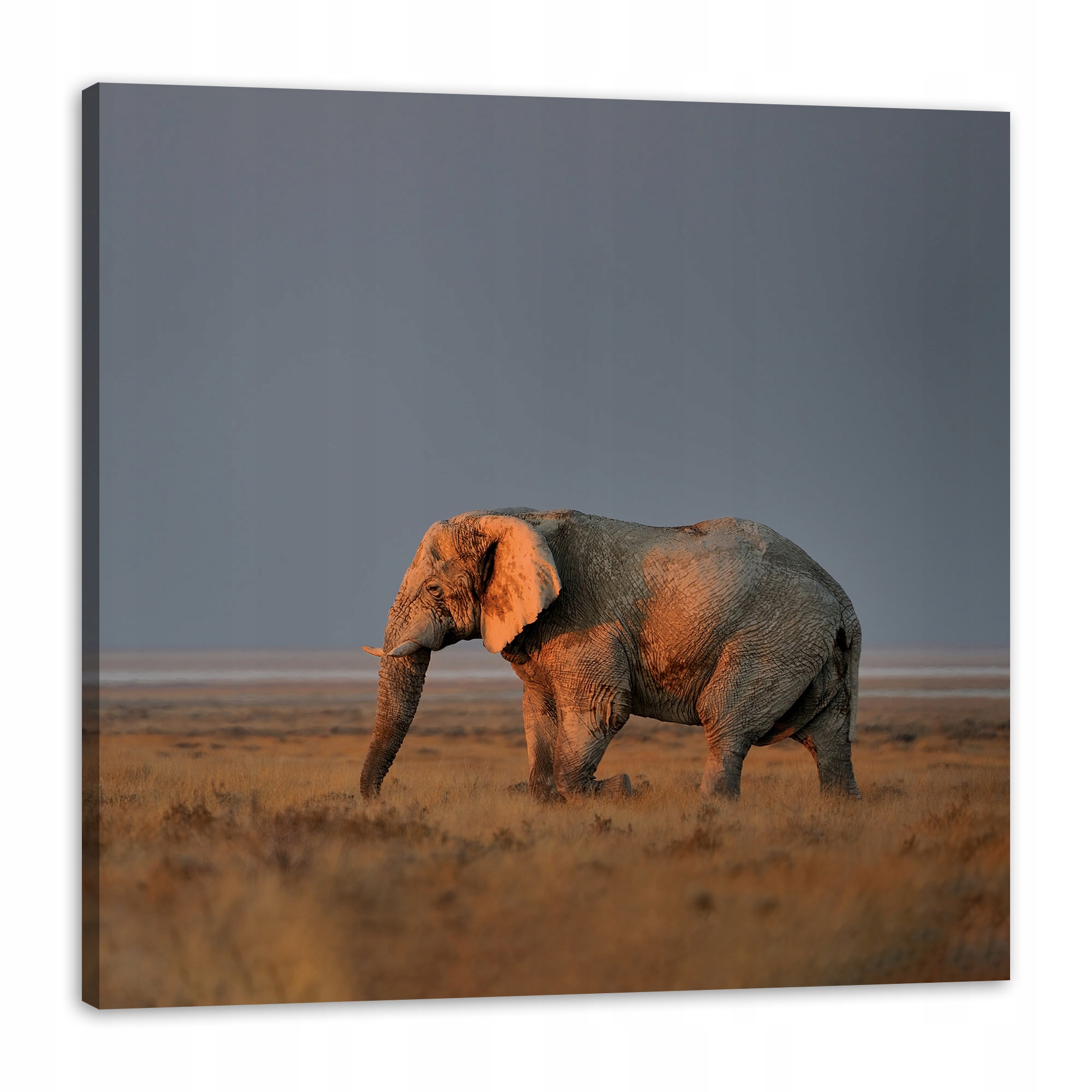 Obraz na plátně Slon Savana Afrika Nebe Tráva 80x80 cm