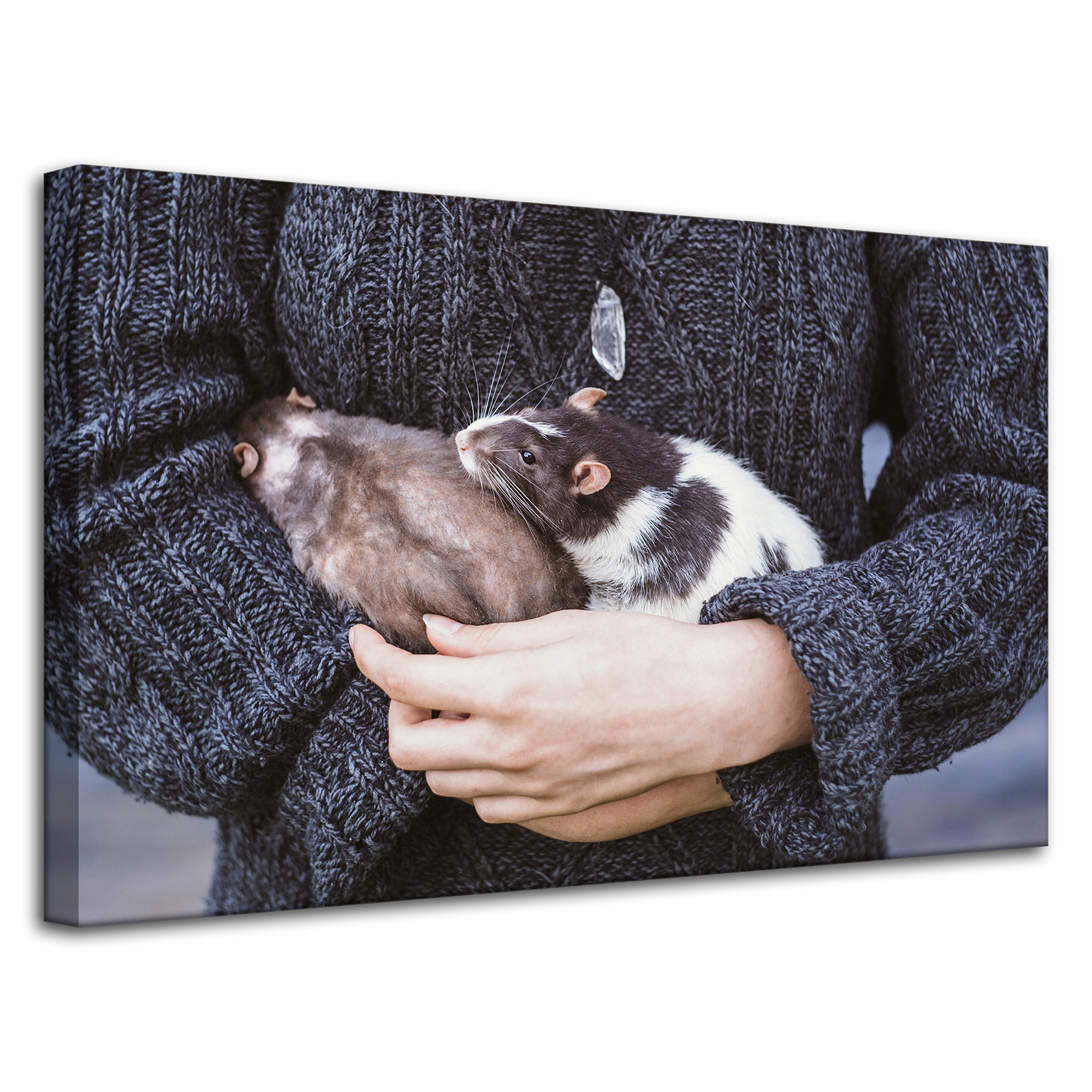 Obraz Canvas Zvířata Hlodavci Krysy 80x50 cm