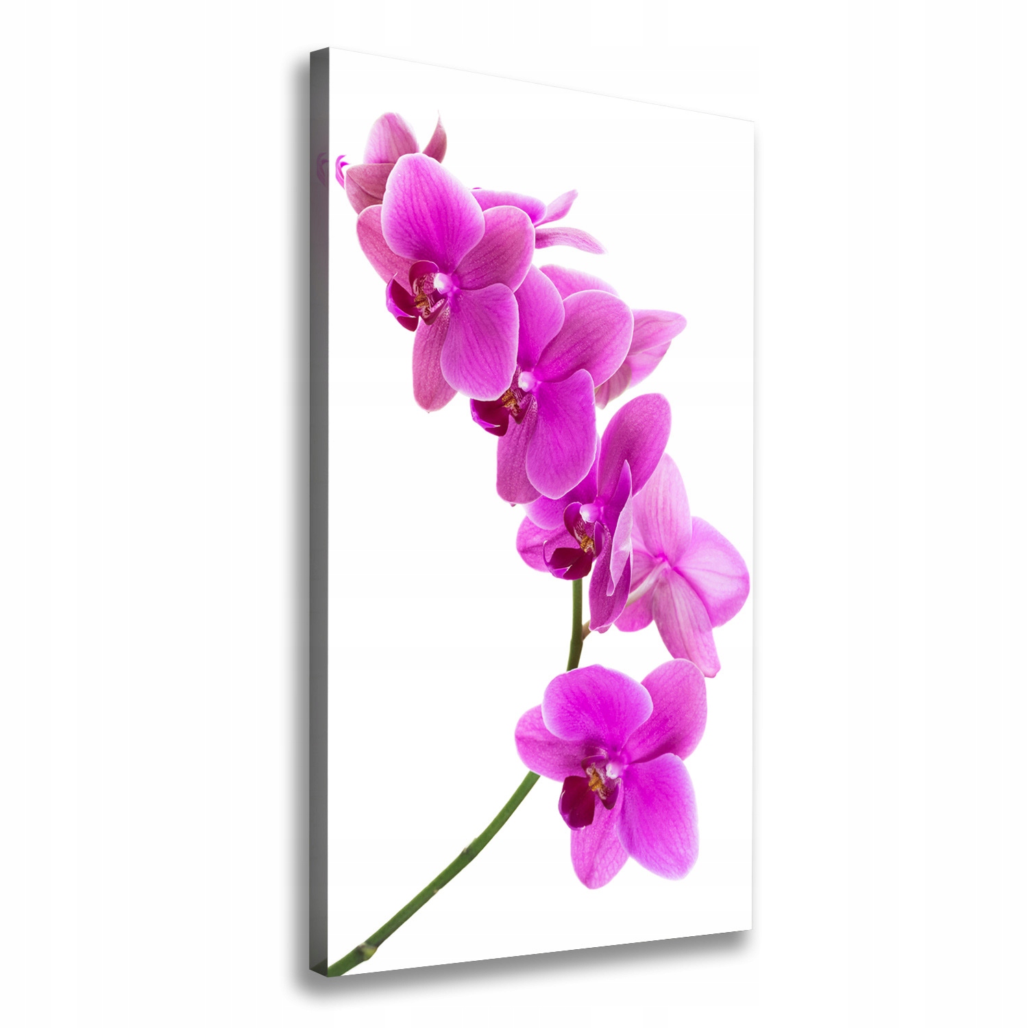 Fotoobraz obraz na plátně Růžová orchidej 70 x 140 cm
