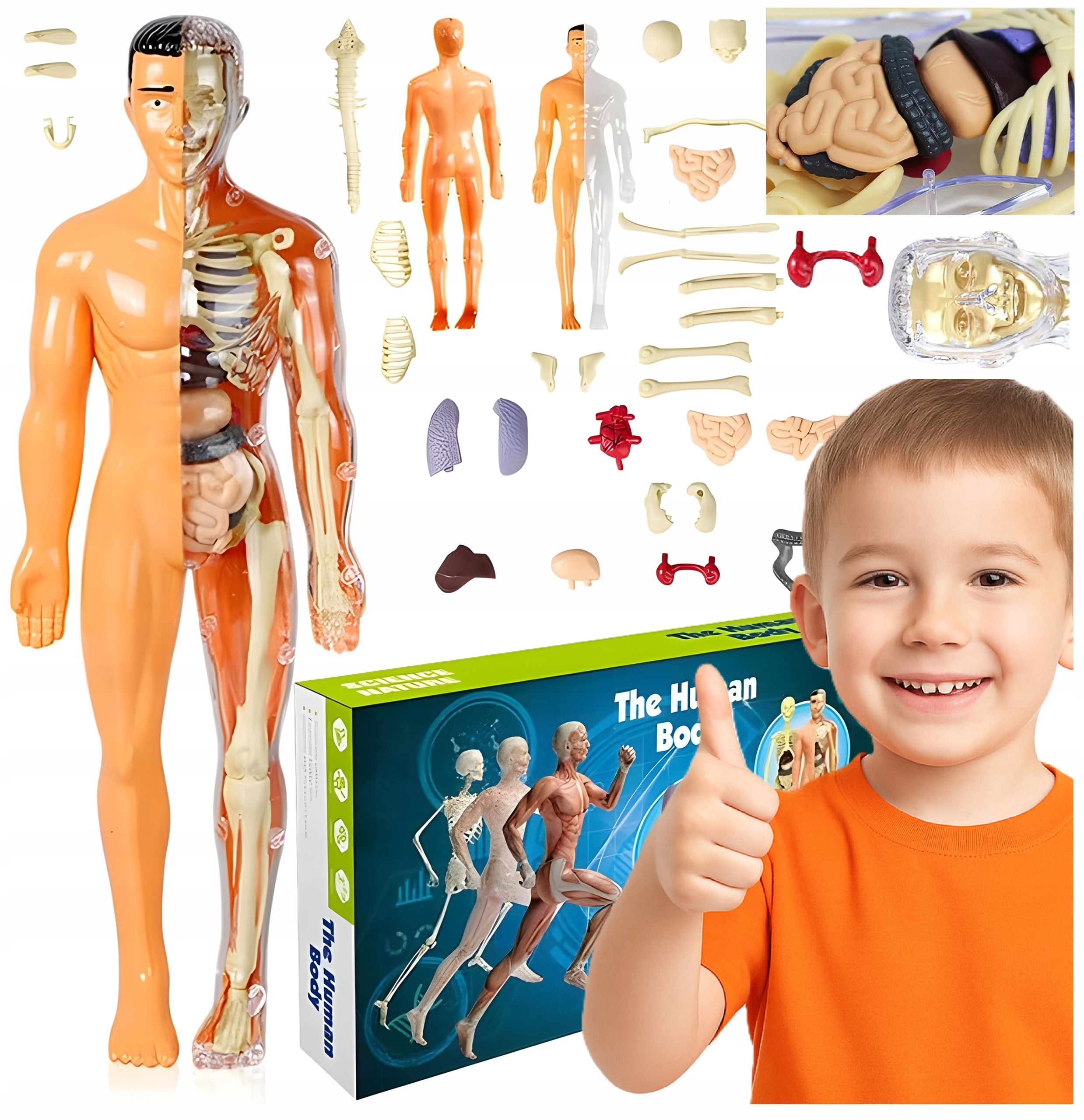 Model Anatomiczny Ludzkiego Ciała 3D Szkielet Organy Wewnętrzne Edukacyjny