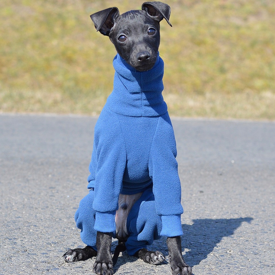 Levně Oblečení pro italského chrta Kombinéza pro štěně