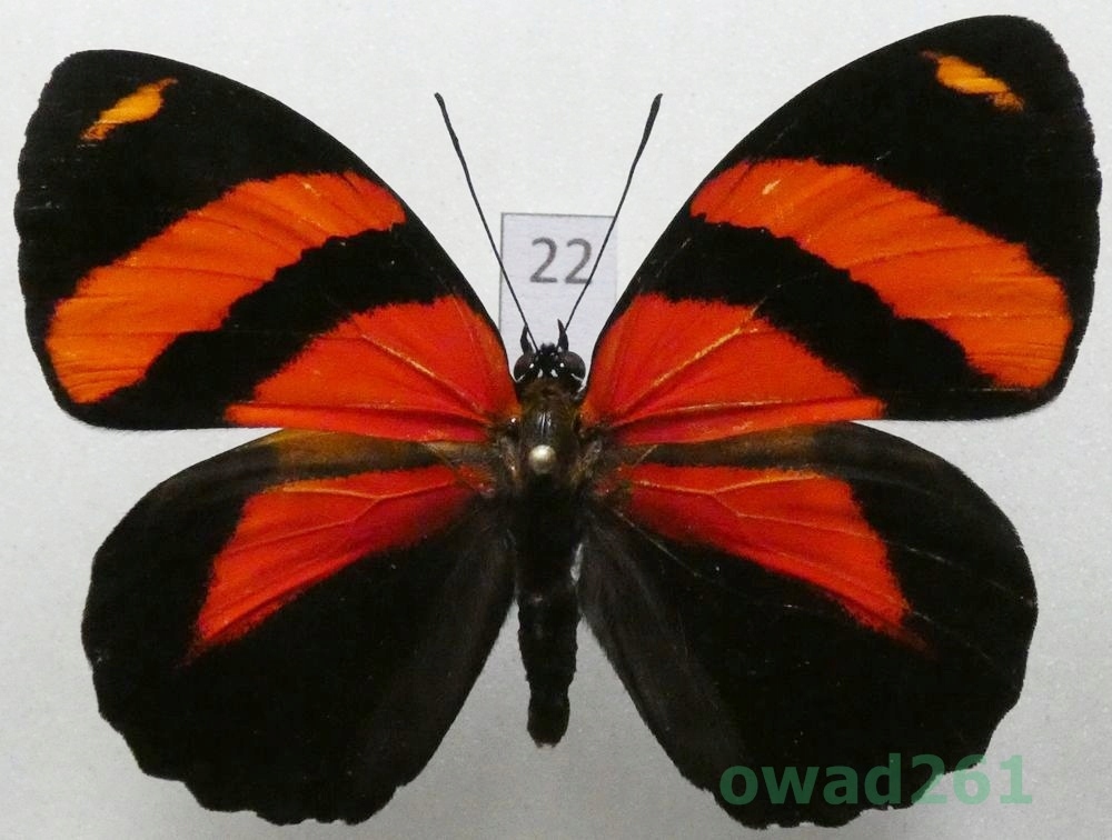 Callicore cynosura (Doubleday & Hewitson, 1847) Peru22
