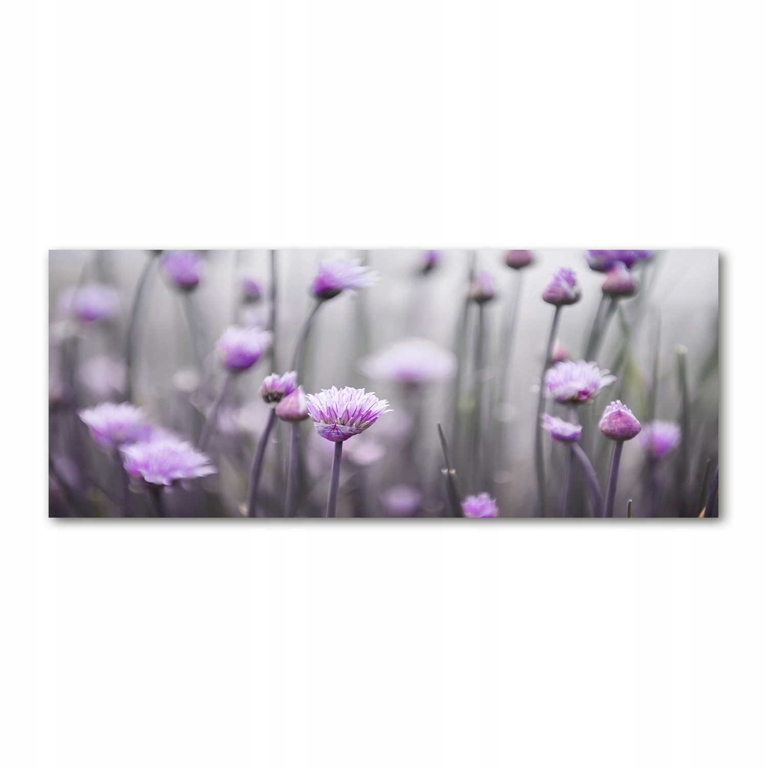 

Foto obraz szkło akryl Kwiaty szczypiorku 125x50cm