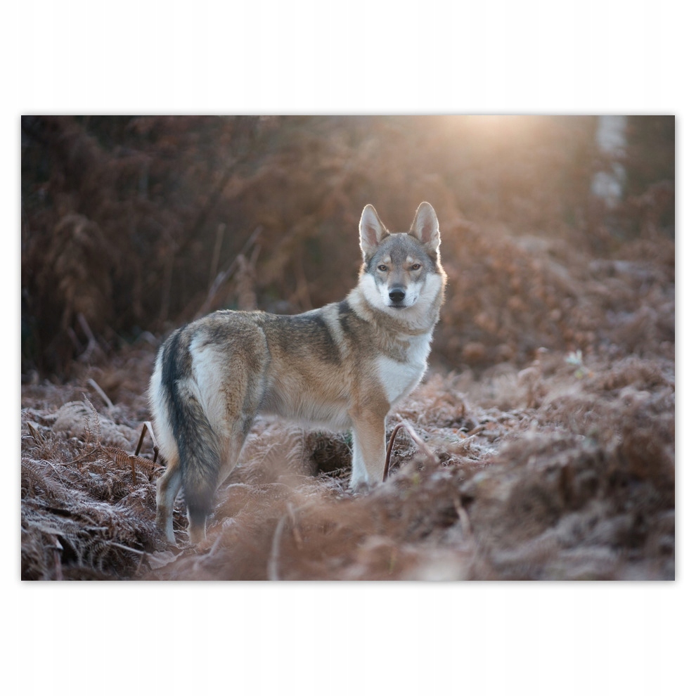 

Naklejki 70x50 Wilk Wilki