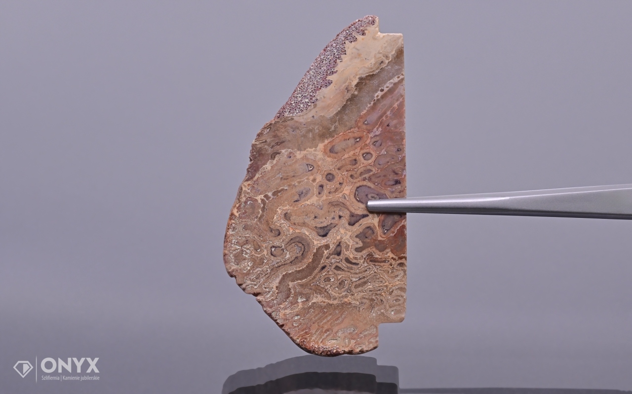 Zkamenělá dlaň nepravidelná 56,5x30,5 mm