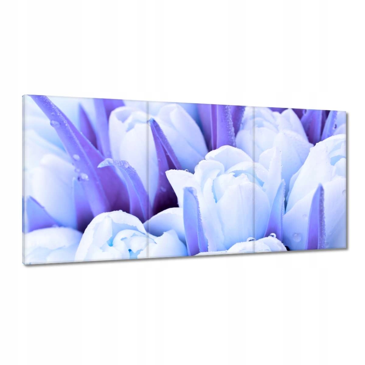 Obrazy 180x90 Modré tulipány