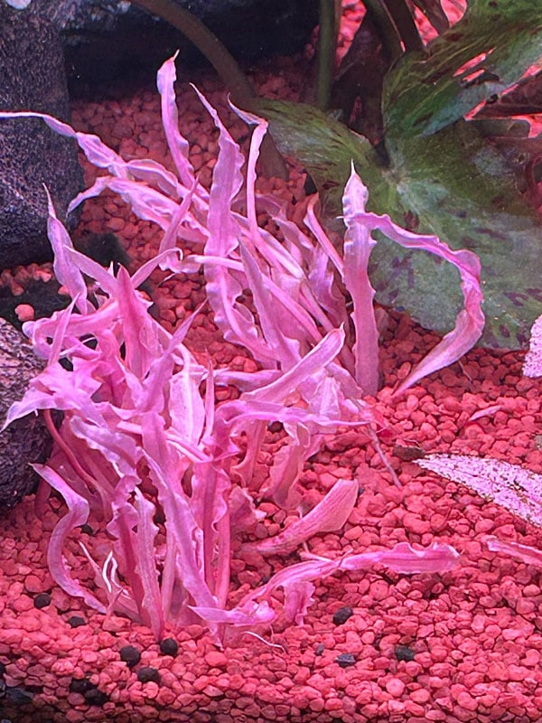 CRYPTOCORYNE Balansae PINK z IN vitro kubek - RARYTAS
