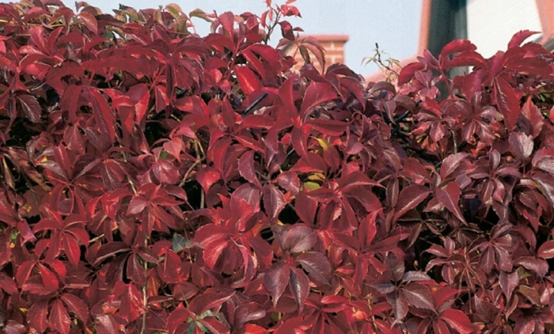 Winobluszcz pięciolistkowy P9