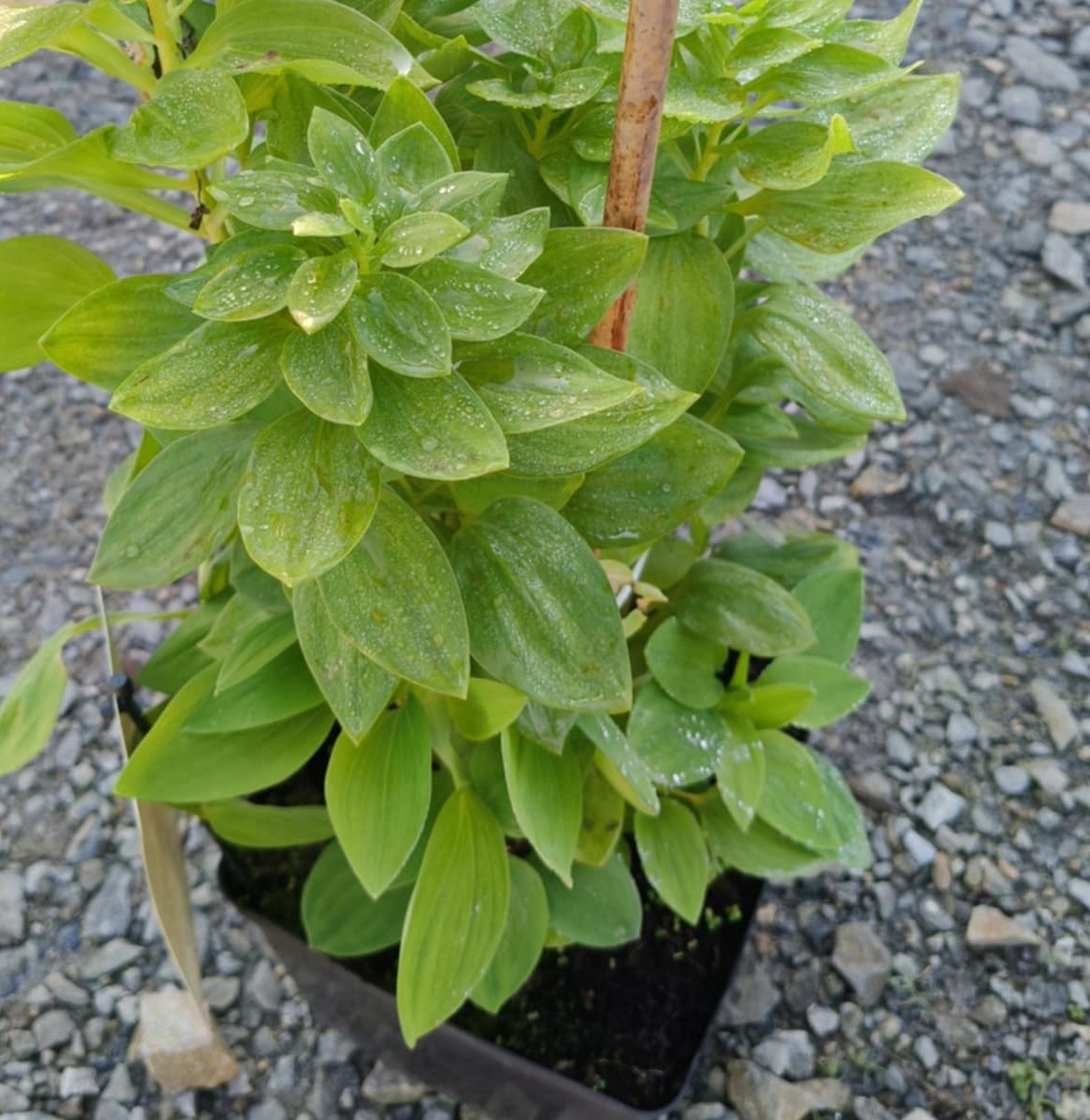 Alstroemeria Summer Paradise Summer Saint SADZONKA 3L Rodzaj rośliny Inny