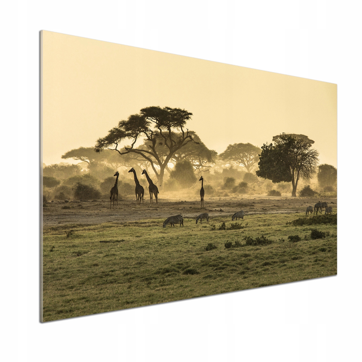 Panel do kuchyne Žirafy na savane 100x70 Lepidlo