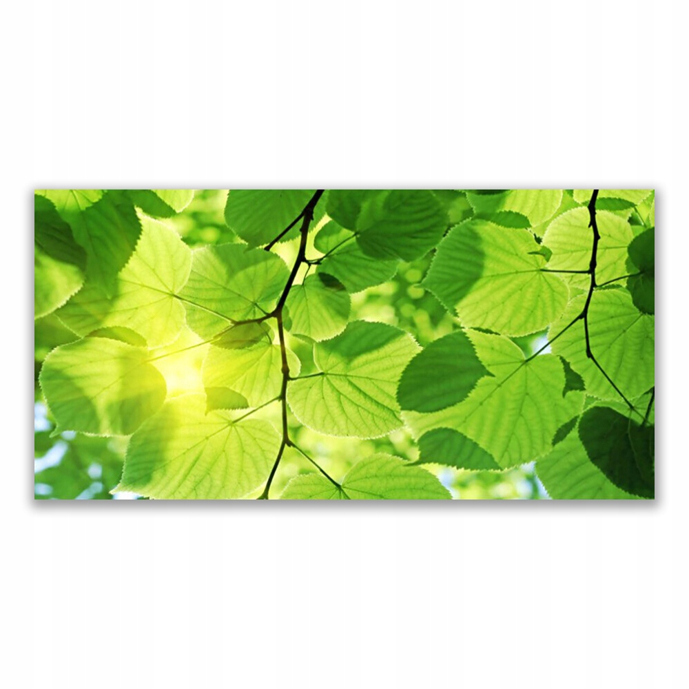 

Fotoobraz na prezent 140x70 Liście Natura Roślina