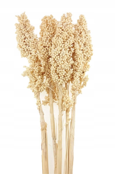 

Sorgo Millo Wybielane na duże suche bukiety
