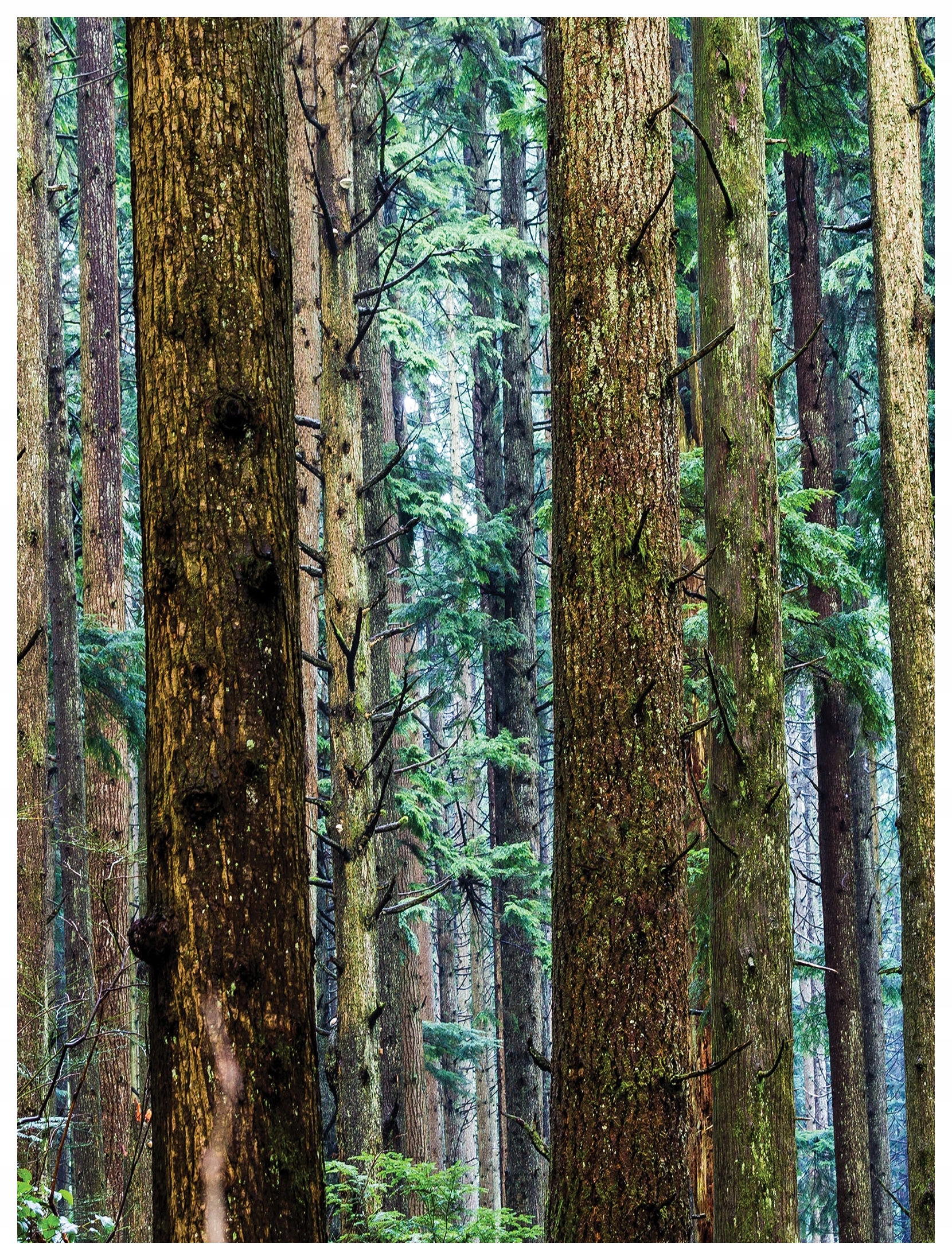 Vliesová fototapeta Les Stromy Zeleň Slunce Realistické 206x275 lepidlo