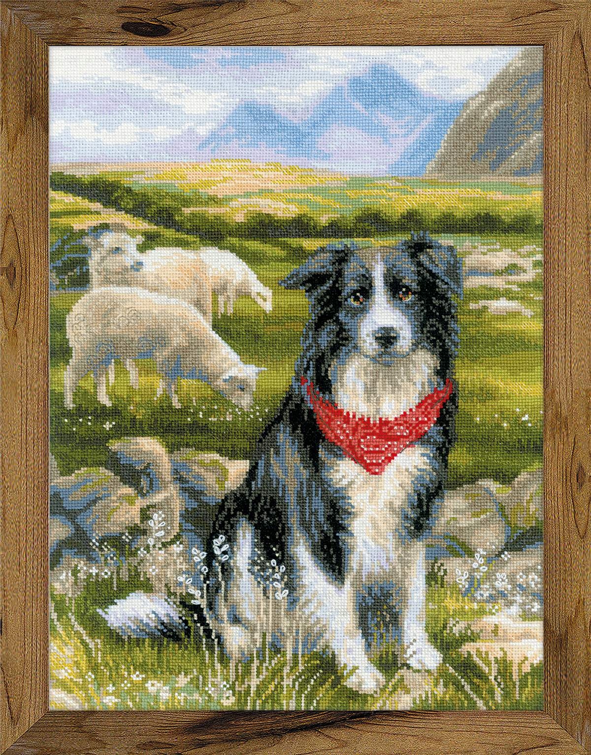 Riolis 1767 Border Collie sada pro křížkovou výšivku 30x40 cm