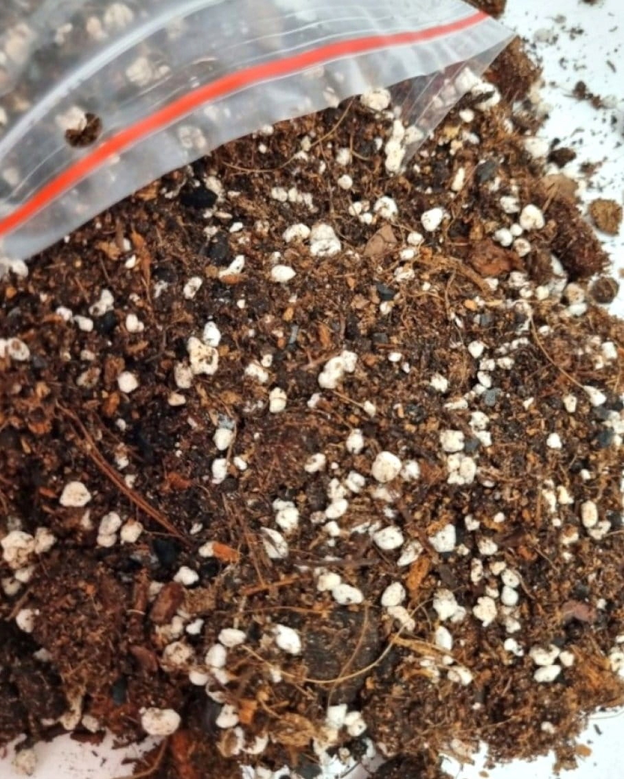 Podłoże AGLAONEMA DIFFENBACHIA ziemia BIGOS 3L Pojemność 3 l