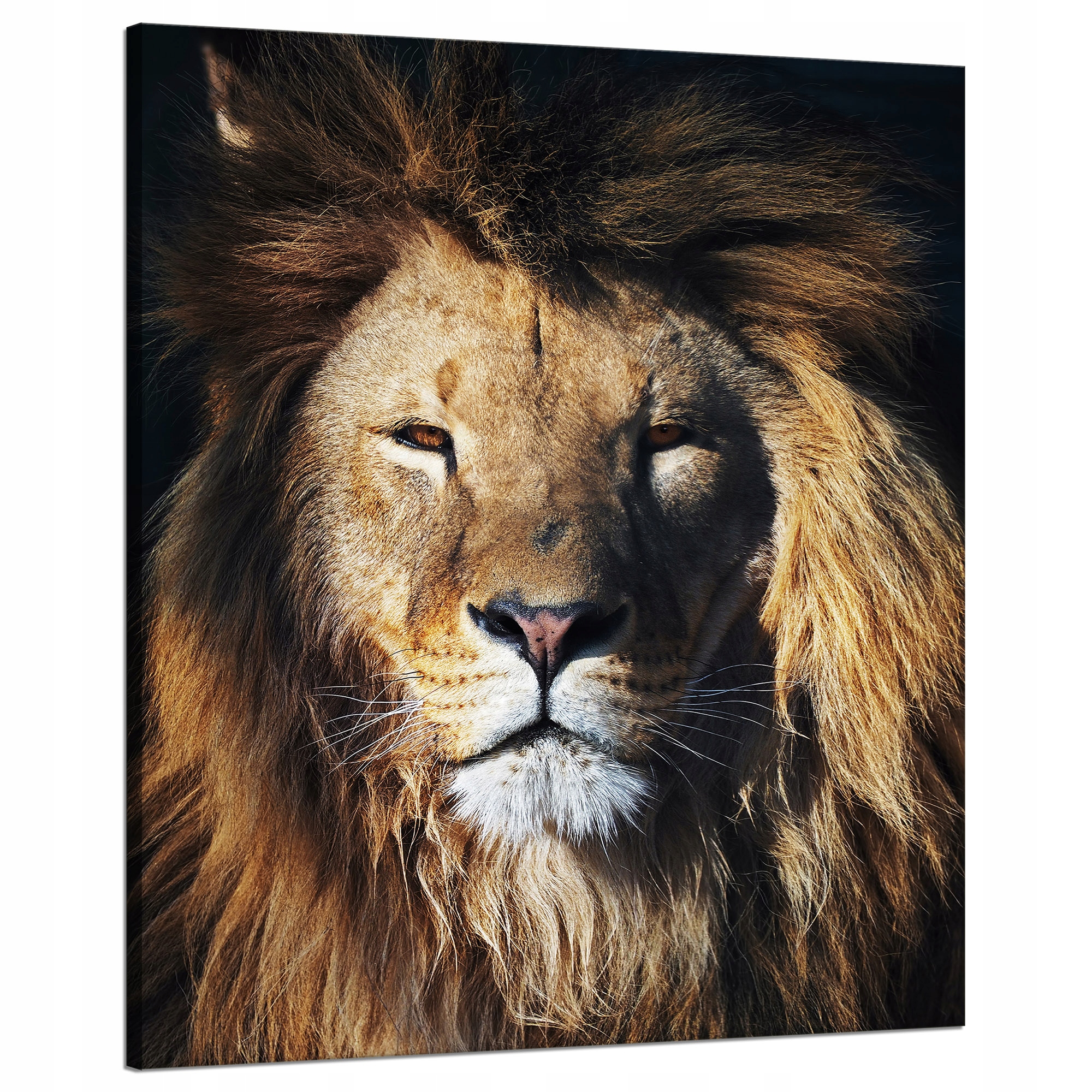 Obraz na plátně Lev Hříva Tvář Divočina 80x100 cm Ideální jako dárek