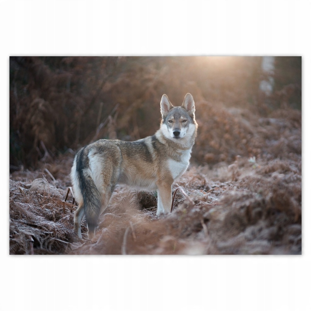 

Fototapety flizelina 152x104 Wilk Wilki