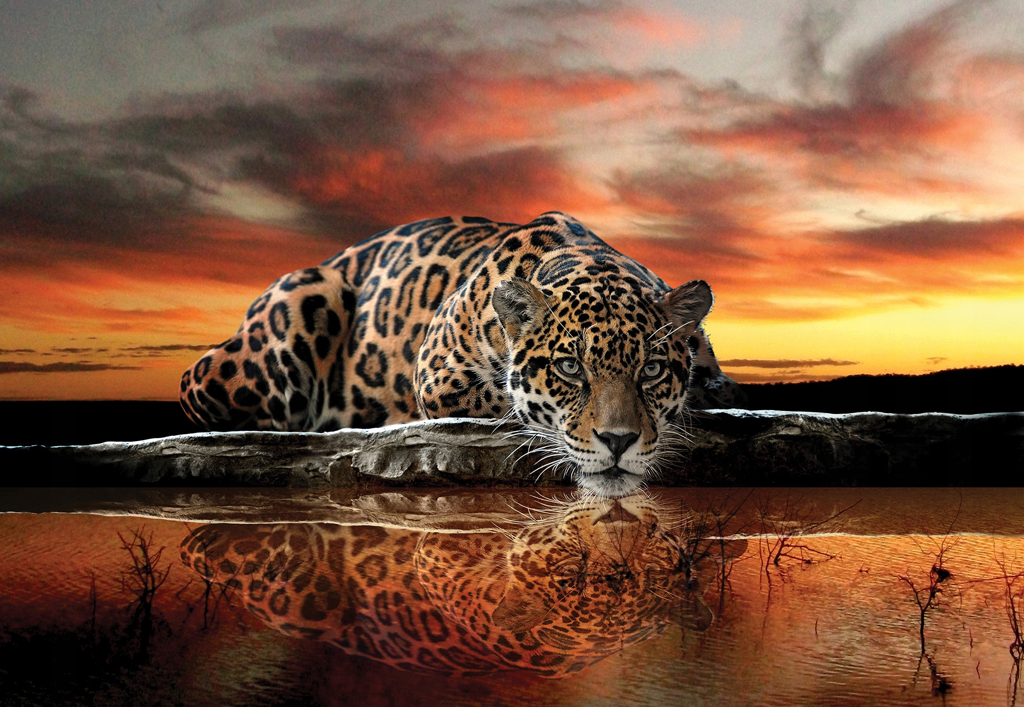 

Fototapeta Gepard Tygrys Jaguar Zwierzęta 254x184