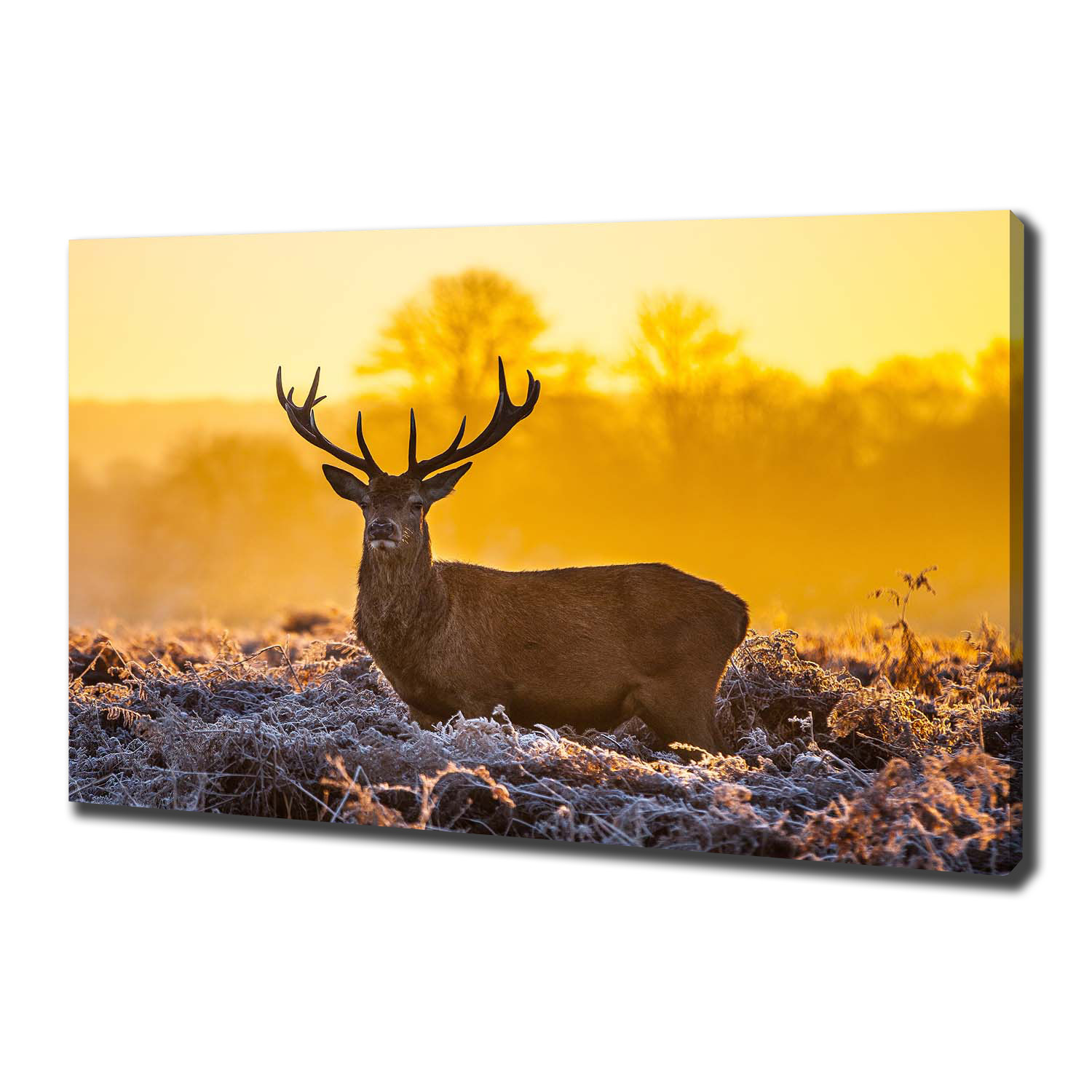 

Foto obraz na płótnie Jeleń wschód słońca 100x70cm