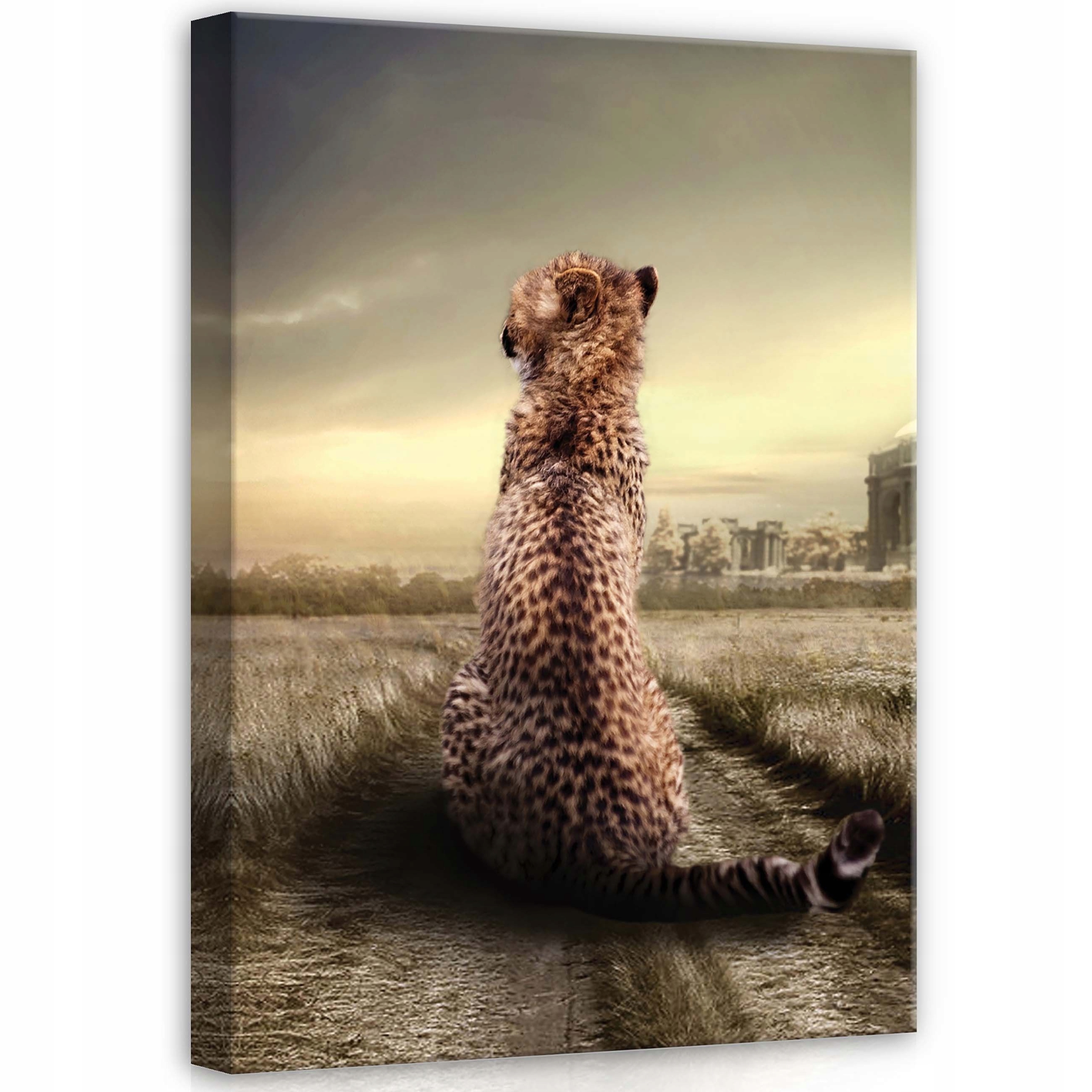 Obraz 50x70 Osamělost pozorování ruiny gepard melancholie příroda ticho