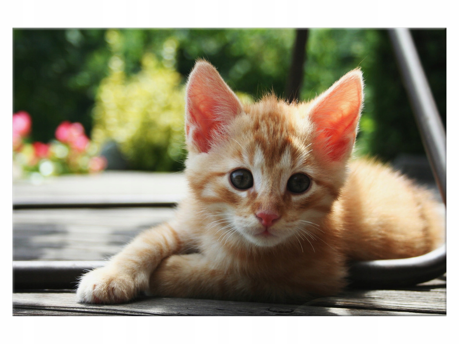 

Obraz Rudy kot - Mathias Erhart 120x80 1584A_1B