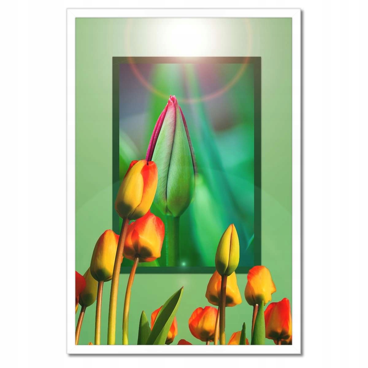 Plakáty v rámu 40x60 Tulipány Květiny
