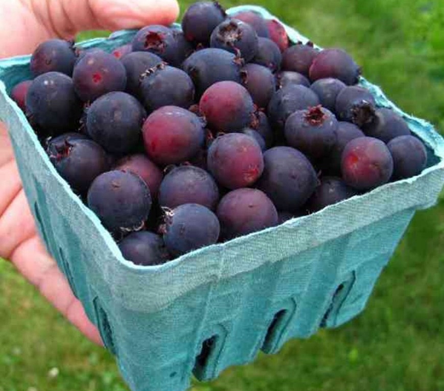 ŚWIDOŚLIWA NORTHLINE słodki owoc WITAMINY SADZONKA PYSZNE OWOCE w OGRODZIE