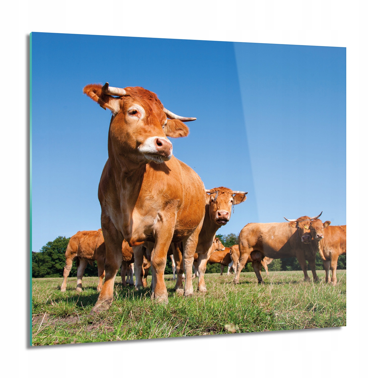 

Stado krów do salonu Foto na szkle 60x60 grafika
