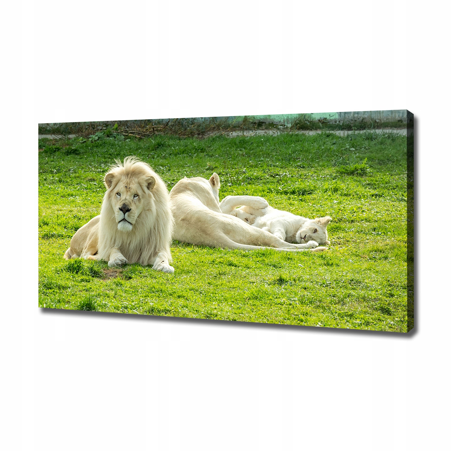

Foto obraz canvas na ścianę Beżowe lwy 120x60 cm