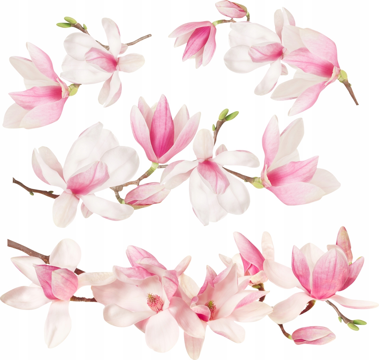 Naklejki na ścianę meble kwiaty magnolia 100x200cm K5