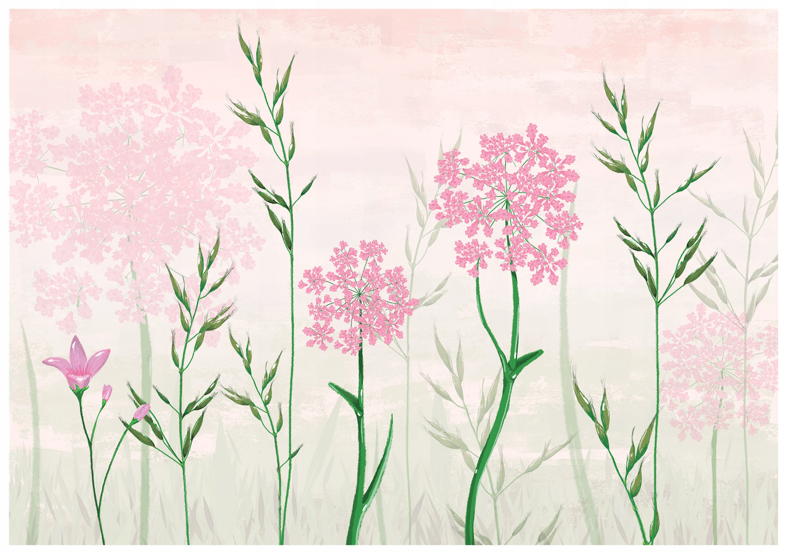 Fototapeta Divoká mrkev růžová jemnost 416x254 jarní nálada lepidlo