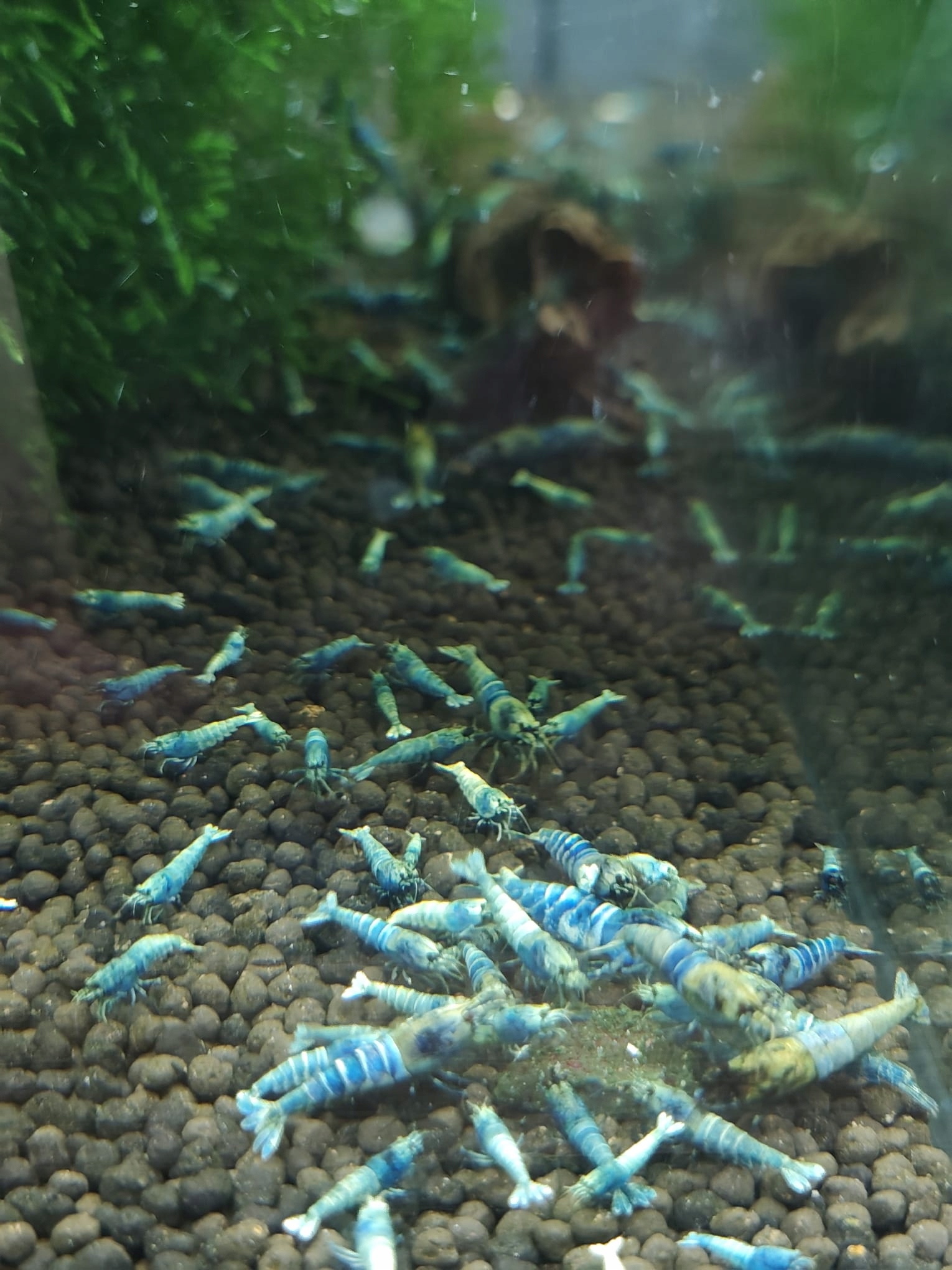 Krewetki Caridina Blue Bolt