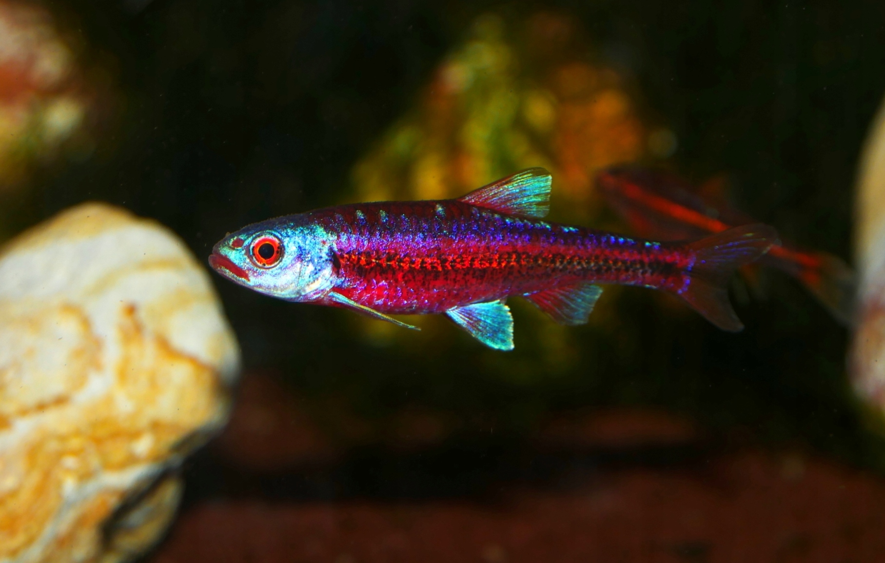 Błyszczek tęczowy - Notropis chrosomus