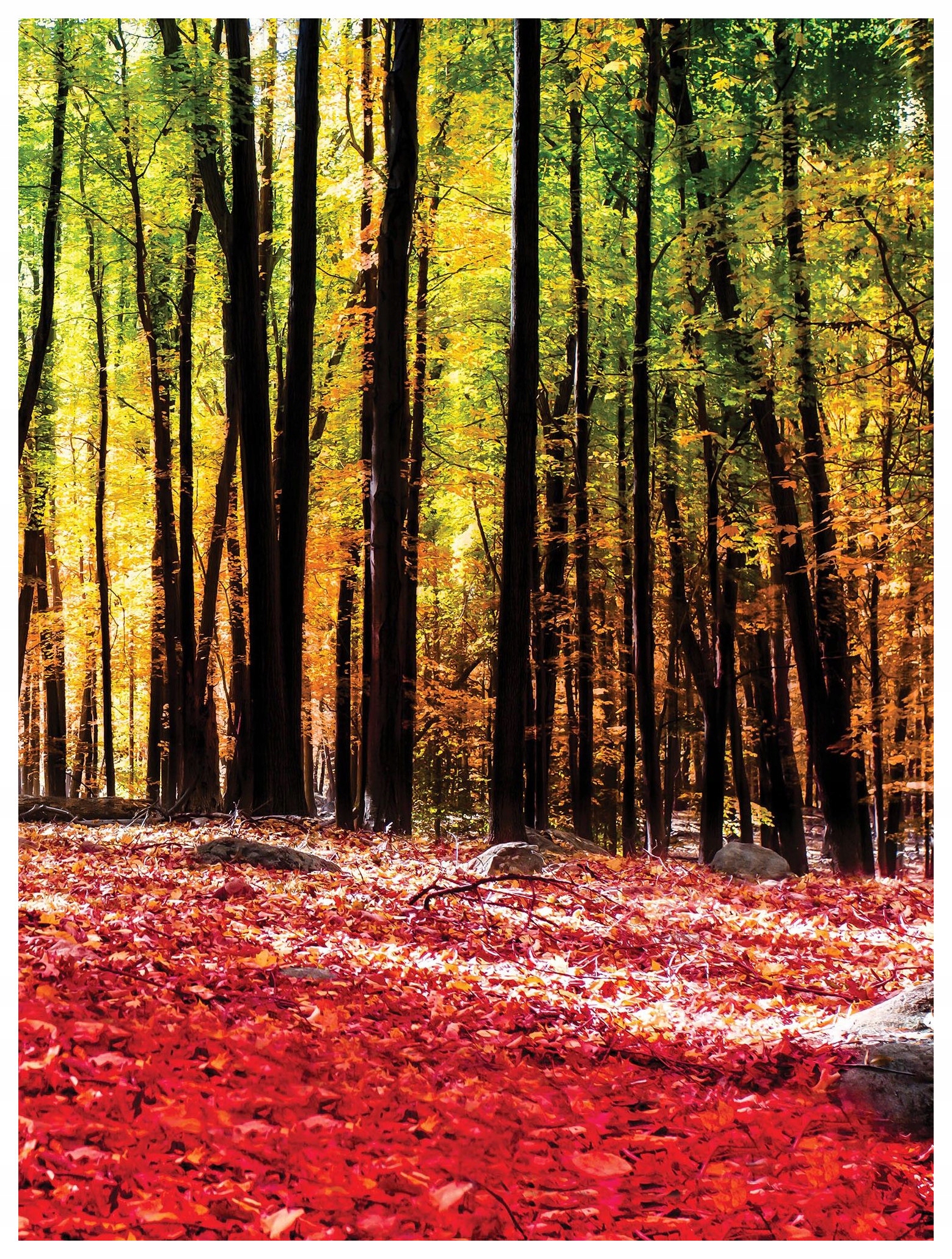 Fototapeta Jesenný les červené vinylové listy 184x254 lepidlo