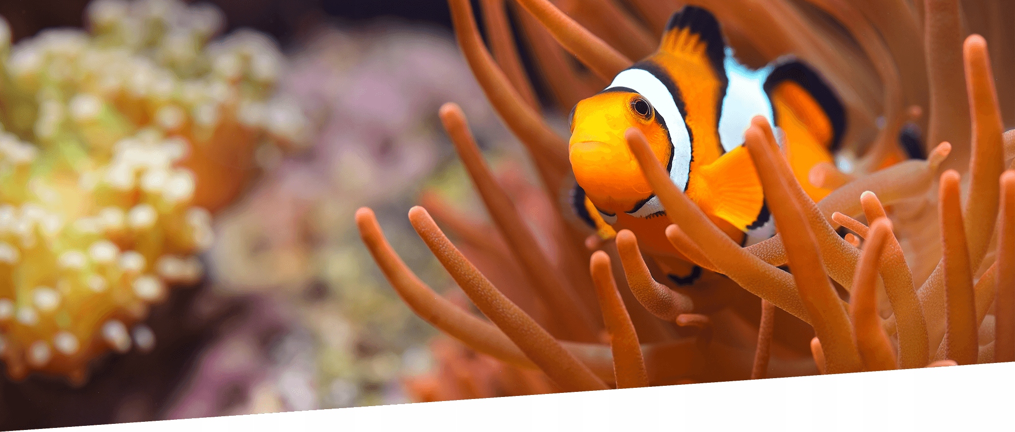 Levně Colombo Test Mg (Hořčík)