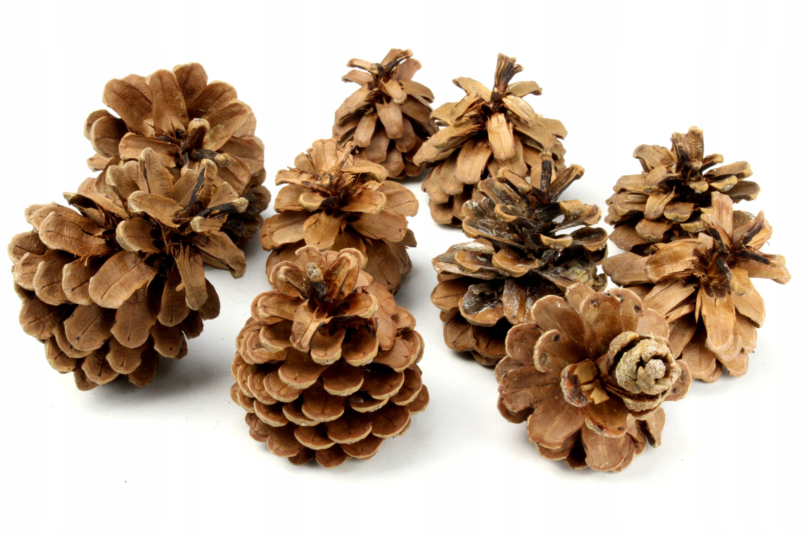 

Szyszki Austria Cone Świąteczne 10 szt. 5-8cm