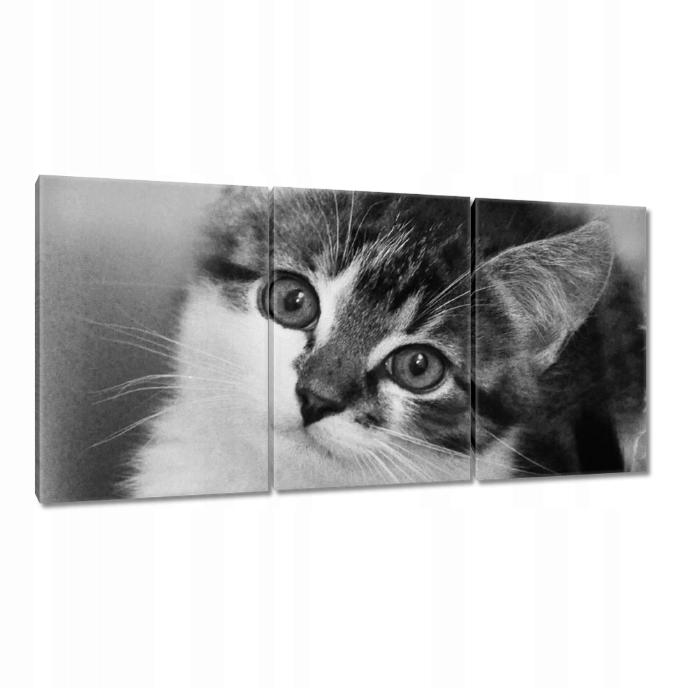 

Obrazy 120x60 Kotek