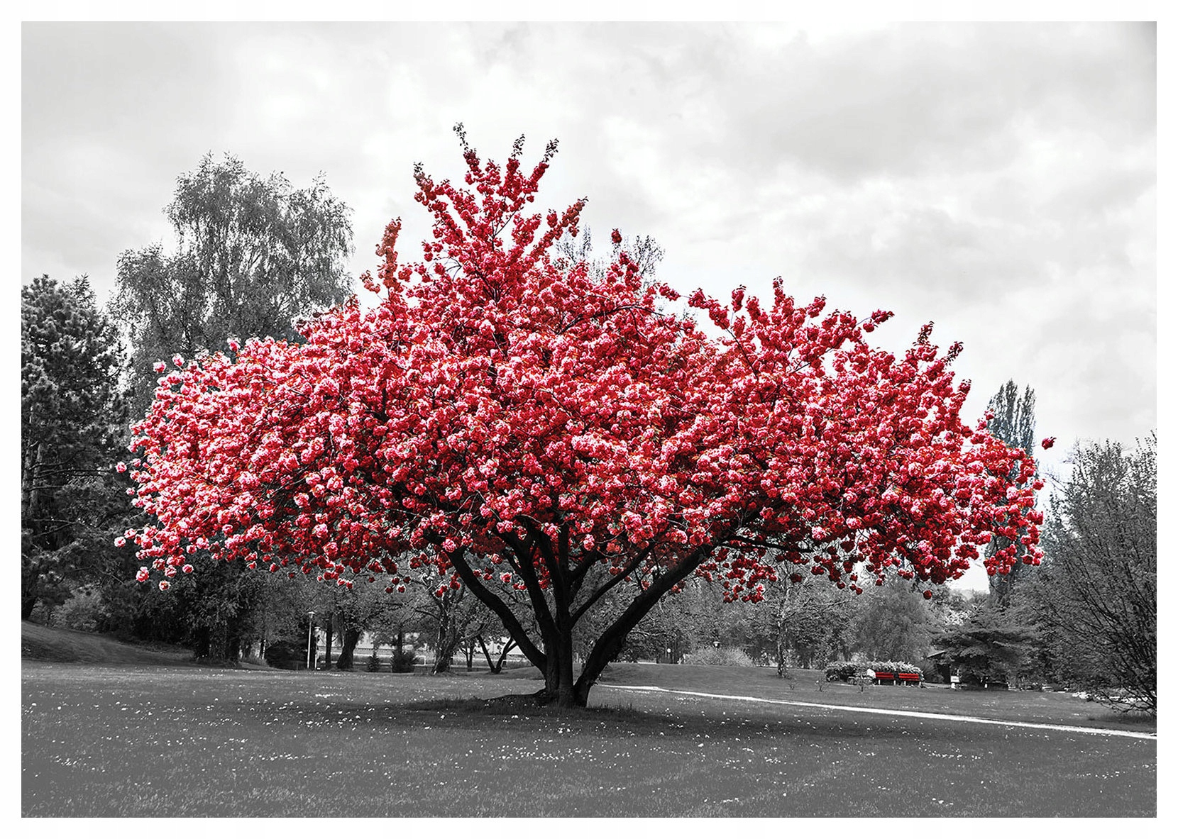 Vliesová fototapeta Kvitnúca Sakura jemnosť jari 312x219 lepidlo
