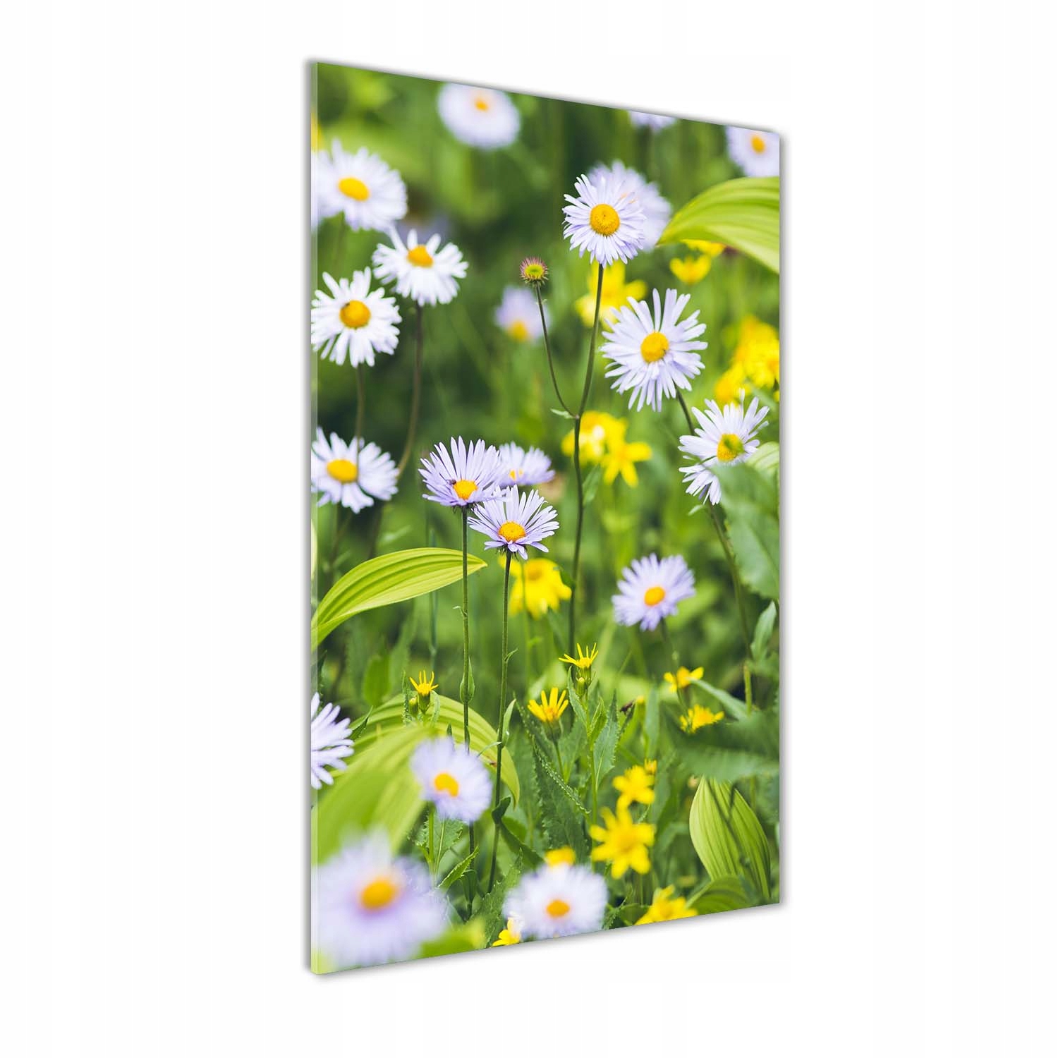 Akrylový obraz na zeď Sedmikrásky 70x140 cm